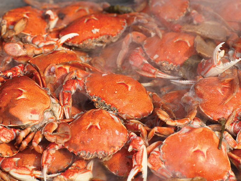 annual MUSE (Mendocino Unified School Enrichment) Crab Feed